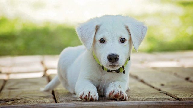 Steuerzahlerbund für Abschaffung der Hundesteuer
