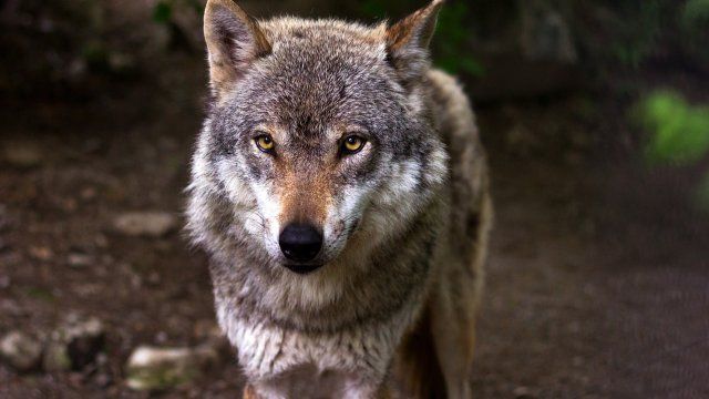Willkommener Rückkehrer oder gefürchtetes Raubtier - der Wolf spaltet