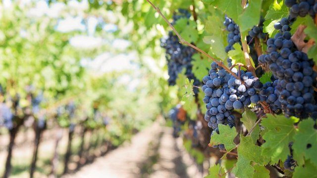 Ministerin Schmitt setzt sich für Weinbergsteillagen an der Mosel ein