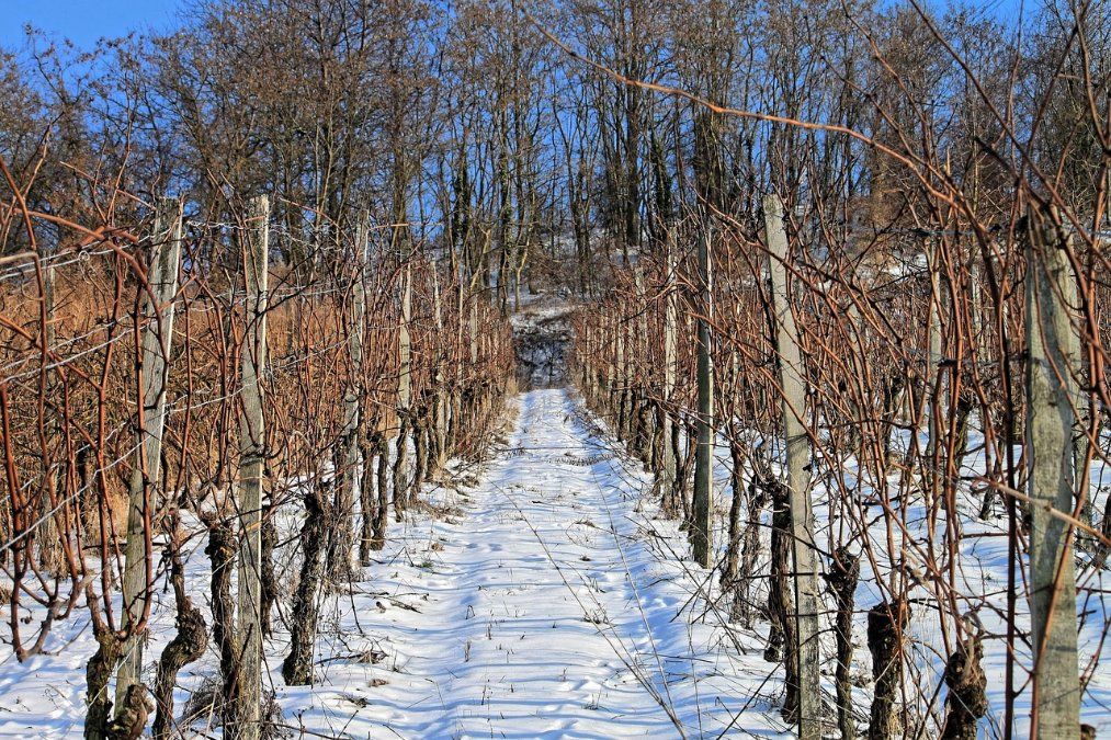 Kräftiger Nachtfrost macht Eiswein-Lese im Januar möglich Kräftiger Nachtfrost macht Eiswein-Lese im Januar möglich