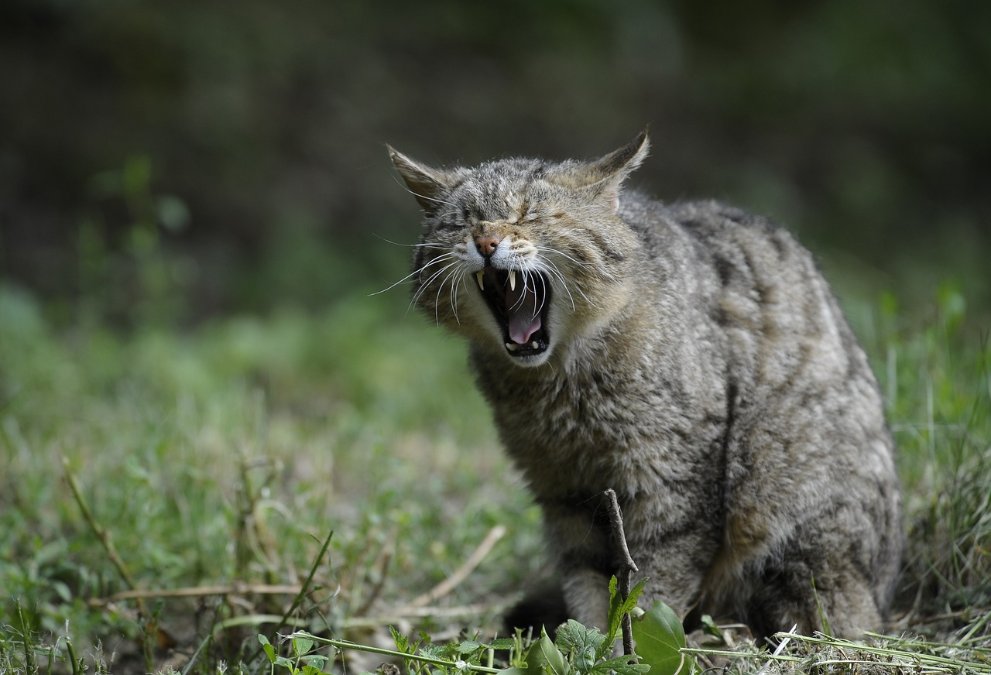 Tierschutzpreis geht nach Koblenz und in den Westerwald