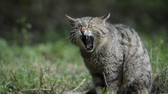 Tierschutzpreis geht nach Koblenz und in den Westerwald