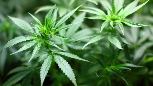 Erneut Cannabis-Plantage in Höhr-Grenzhausen entdeckt 