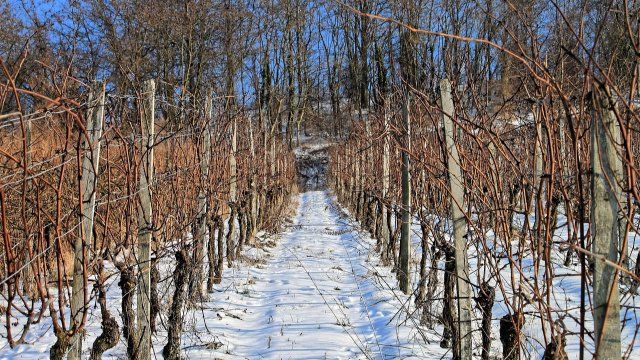 Kräftiger Nachtfrost macht Eiswein-Lese im Januar möglich