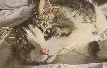 Vermisster Kater in Höhr-Grenzhausen: 1000 Euro Finderlohn