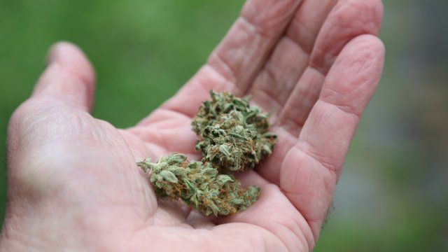Erlaubtes Kiffen rückt näher! Bundesrat macht Weg für Cannabis-Legalisierung frei
