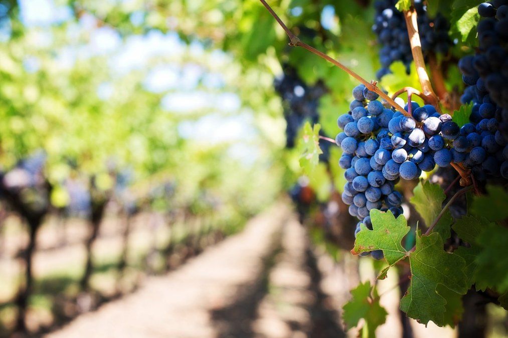 Weinernte 2023 unter langjährigem Durchschnitt