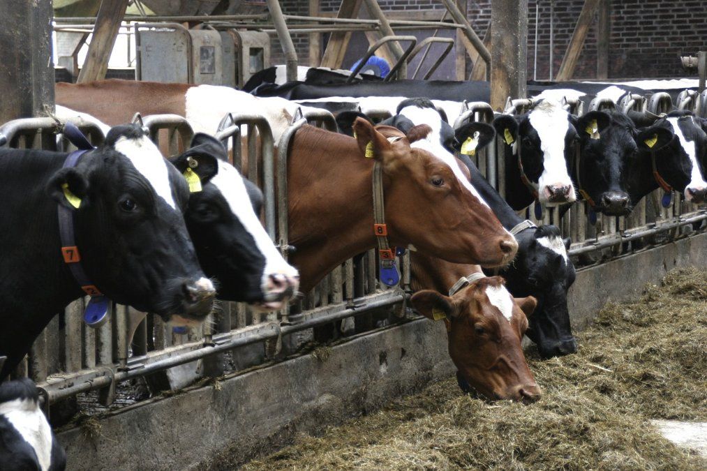 Weniger Höfe, mehr Hektar: Wohin entwickelt sich die Landwirtschaft? Weniger Höfe, mehr Hektar: Wohin entwickelt sich die Landwirtschaft?