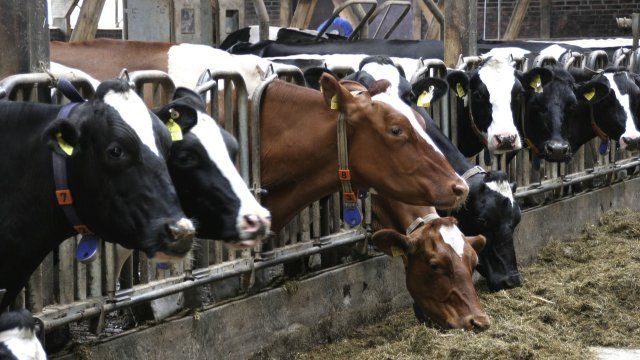 Weniger Höfe, mehr Hektar: Wohin entwickelt sich die Landwirtschaft?