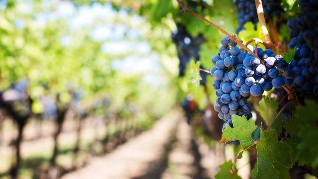 Weinernte 2023 unter langjährigem Durchschnitt