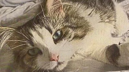 Vermisster Kater in Höhr-Grenzhausen: 1000 Euro Finderlohn