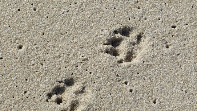 Von Schiff gesprungen: Hündin nach zwölf Tagen auf Insel entdeckt