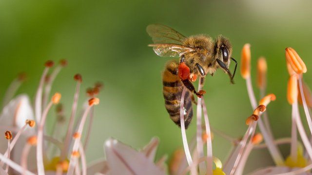  Vallendar: Erfolgreicher Dialog zwischen Artenschutz, Landwirtschaft und Naturschutz