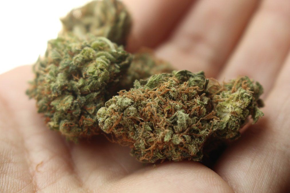 Kaum Folgen von Cannabis-Freigabe festgestellt Kaum Folgen von Cannabis-Freigabe festgestellt