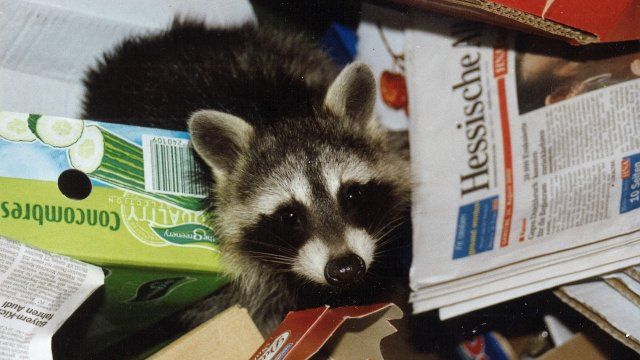 Ungeliebter Neuzugang - Waschbär wird zum Problembär
