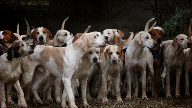 Verletzte und dreckige Hunde - Gnadenhof muss Anzahl reduzieren