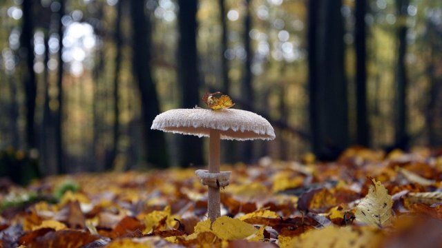 Nauberg wird offizielles Naturschutzgebiet
