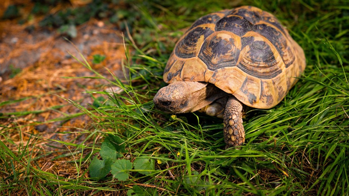 Schildkröte in Linz gefunden - Wem gehört das Tier? Schildkröte in Linz gefunden - Wem gehört das Tier?