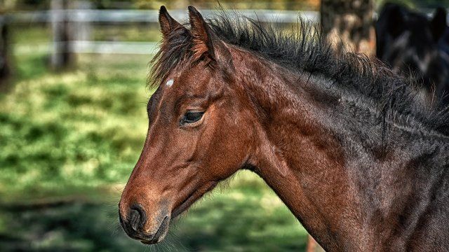 Wolfsbisse bei wohl verunglücktem Pferd nachgewiesen