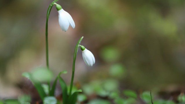 Westerwaldkreis: Kein Bürgermeister für Wittgert