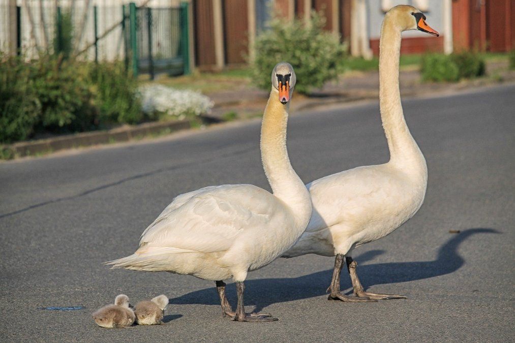 Schwan als Marktplatzbesucher löst Feuerwehreinsatz aus Schwan als Marktplatzbesucher löst Feuerwehreinsatz aus