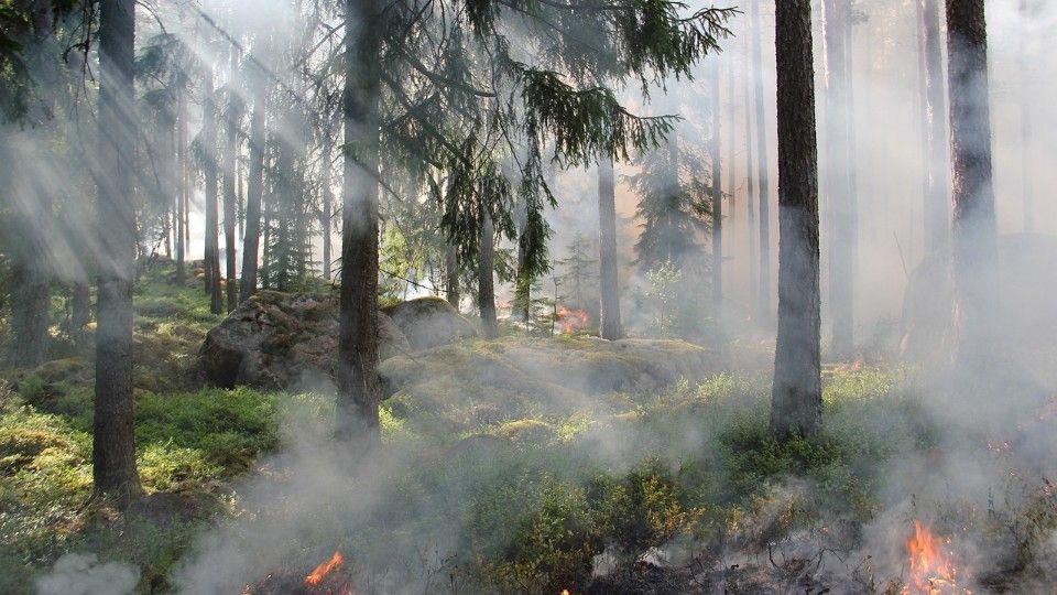 Brand Nummer 15! Mutmaßlicher Feuerteufel schlägt in Ransbach-Baumbach wieder zu