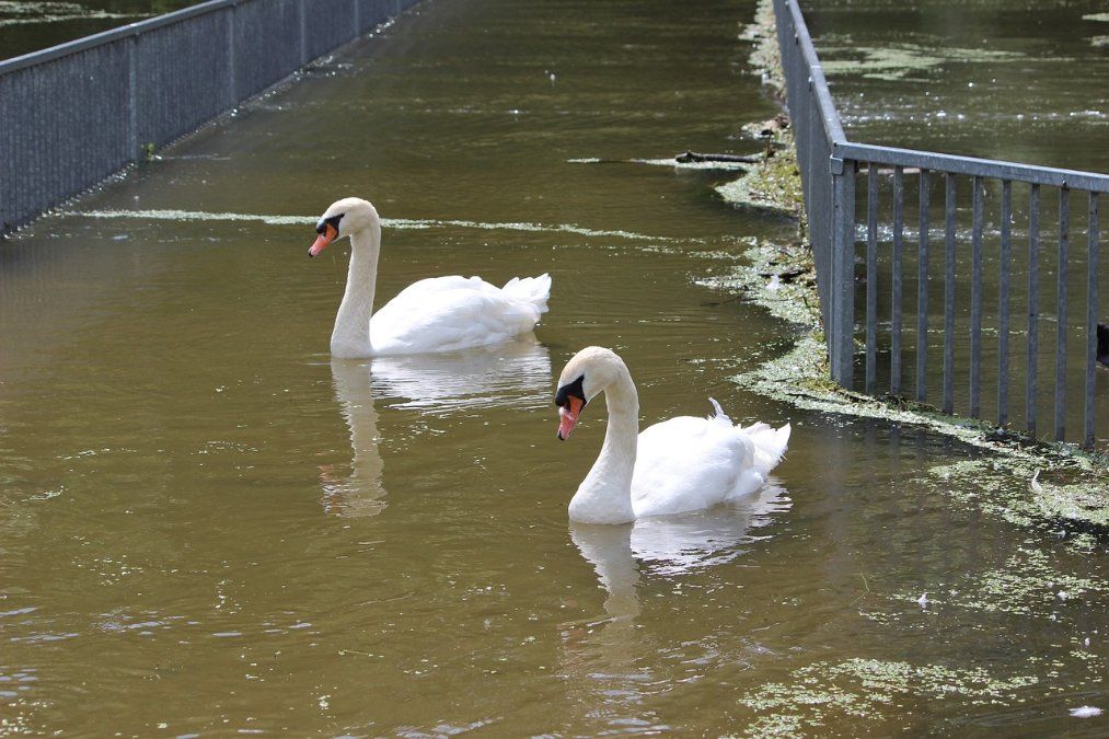 Hochwasserlage entspannt sich in Rheinland-Pfalz Hochwasserlage entspannt sich in Rheinland-Pfalz