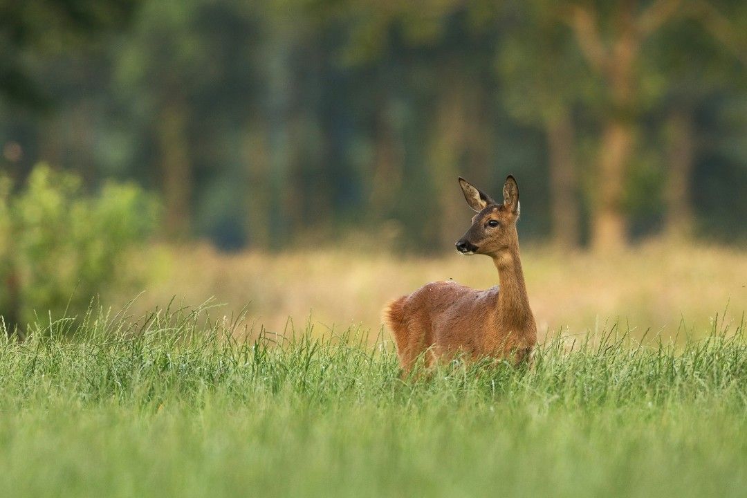 130 Fälle von Jagdwilderei in Rheinland-Pfalz 130 Fälle von Jagdwilderei in Rheinland-Pfalz
