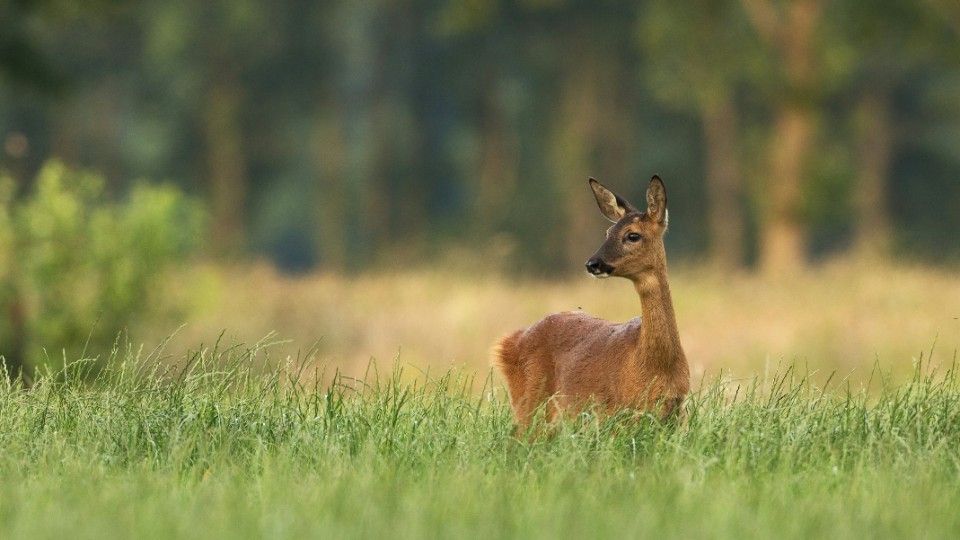 130 Fälle von Jagdwilderei in Rheinland-Pfalz