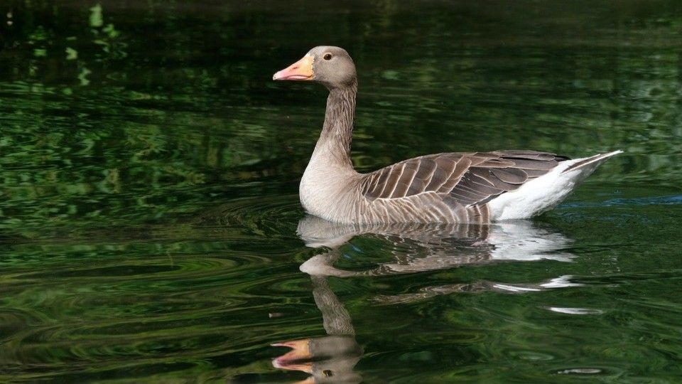 Bolzen im Flügel: Graugans wohl mit Armbrust beschossen