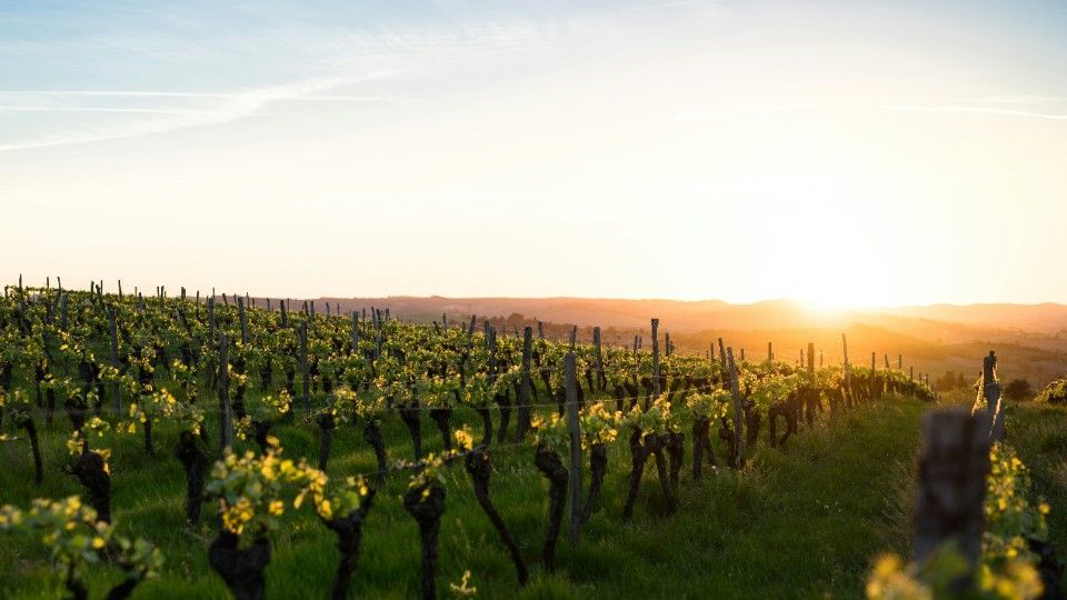  Rheinland-Pfalz bleibt Weinland Nummer eins