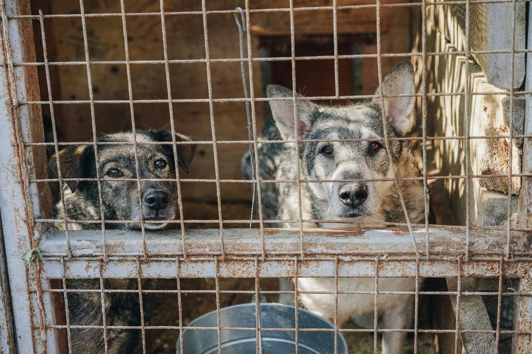 Tierschutzbund: Tierheime im Land sehr voll Tierschutzbund: Tierheime im Land sehr voll