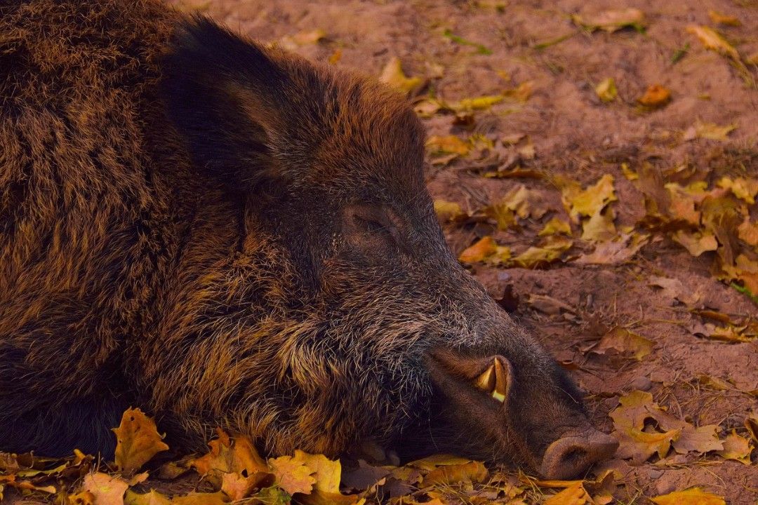 Afrikanische Schweinepest: erster Fall in Rheinland-Pfalz Afrikanische Schweinepest: erster Fall in Rheinland-Pfalz