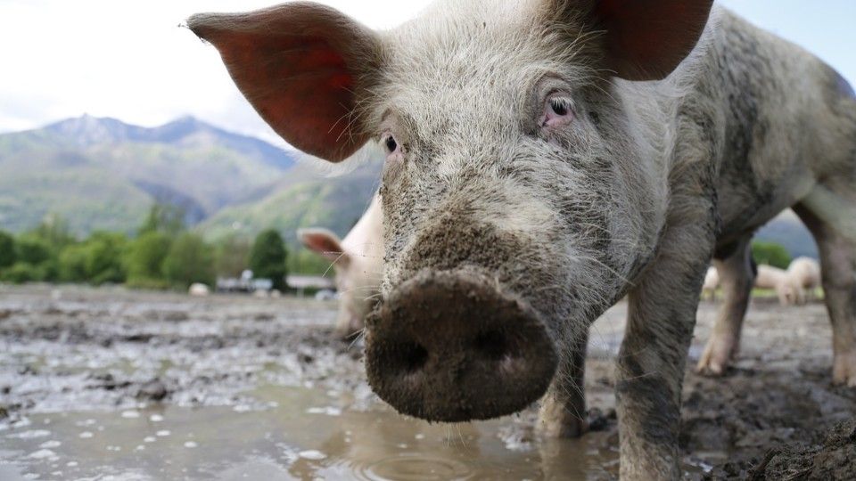 Bund-Länder-Beratung zur Afrikanischen Schweinepest