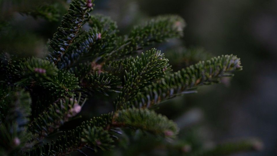 «Traumsommer» - Preise für Weihnachtsbäume stabil