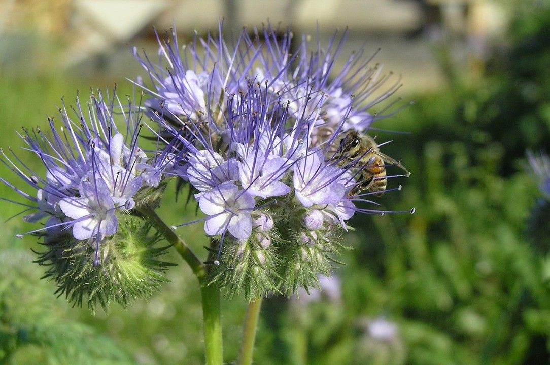 Blumen für die Koblenzer Südallee