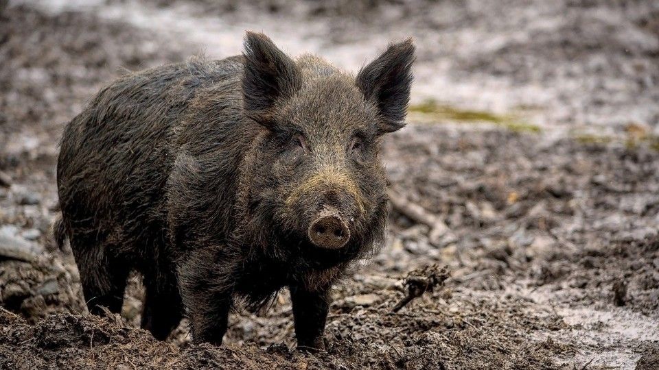 Chemikalien in Wildschweinleber: Amt rät von Verzehr ab