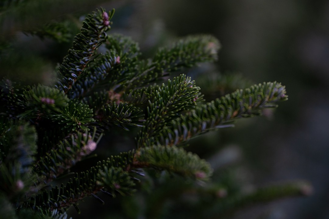 «Traumsommer» - Preise für Weihnachtsbäume stabil «Traumsommer» - Preise für Weihnachtsbäume stabil