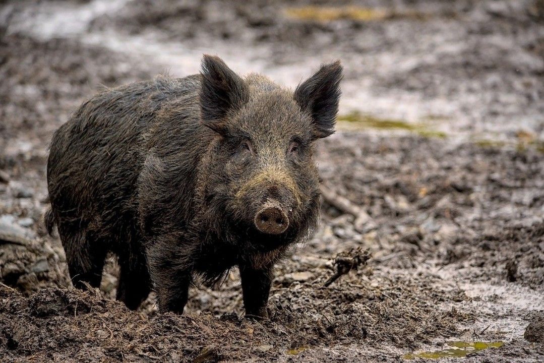 Chemikalien in Wildschweinleber: Amt rät von Verzehr ab