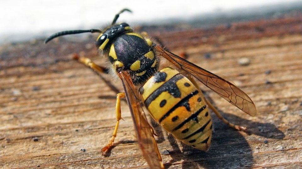 Deutlich weniger Wespen unterwegs als in Vorjahren