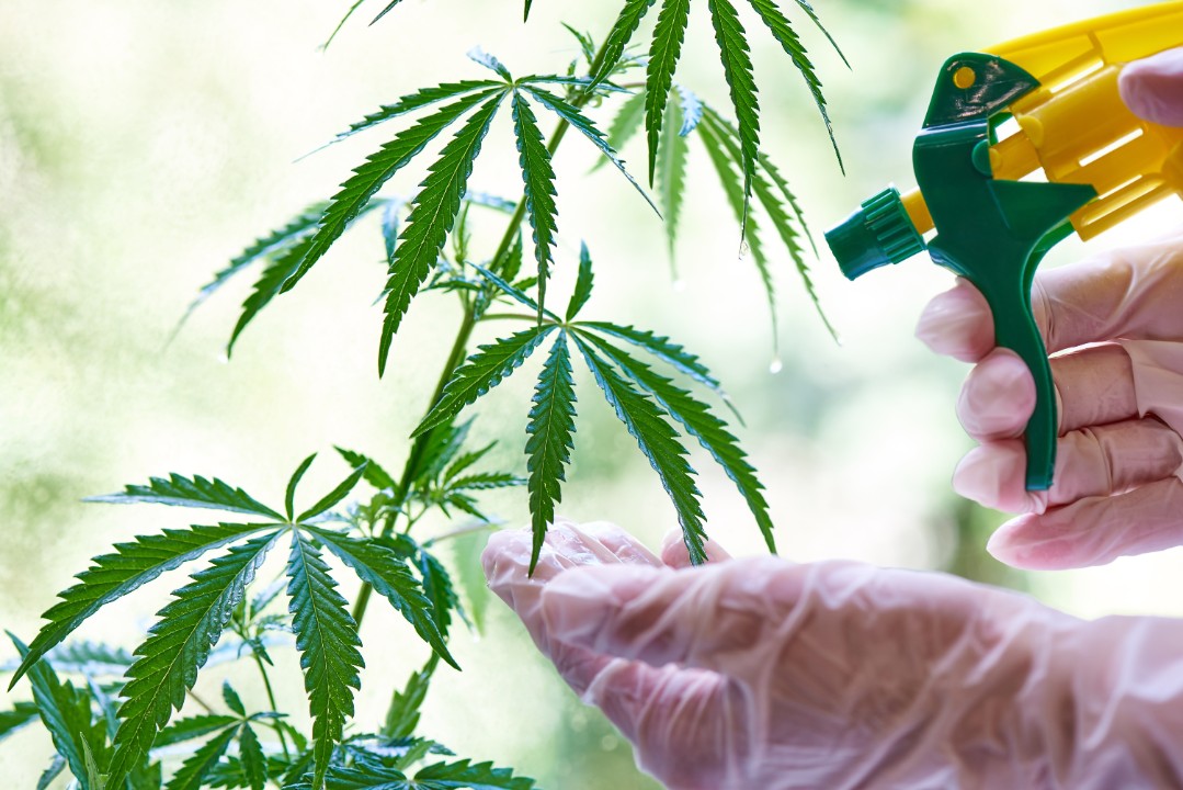 Grünes Licht für erste Cannabis-Anbauvereinigung Grünes Licht für erste Cannabis-Anbauvereinigung