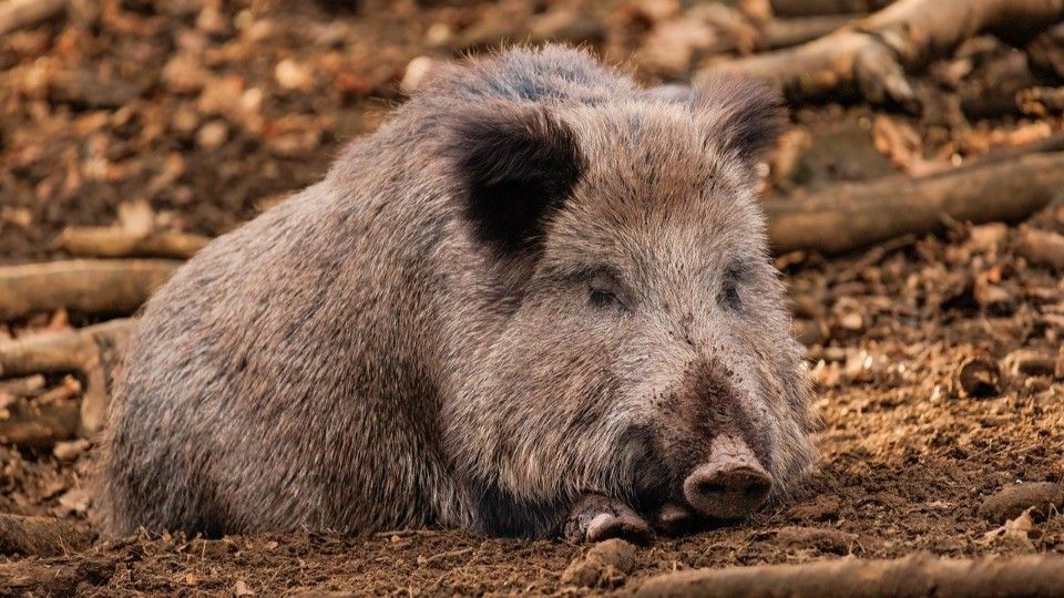 Mehr Wildschweine in Rheinland-Pfalz erlegt 
