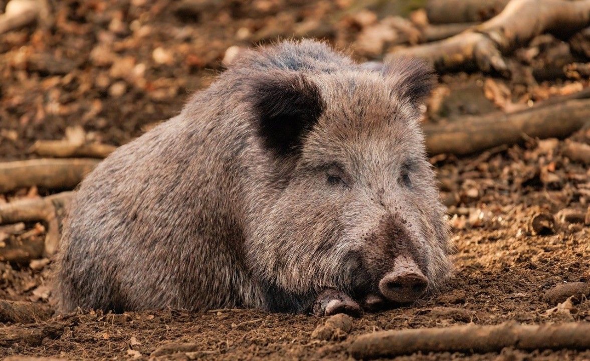 Mehr Wildschweine in Rheinland-Pfalz erlegt Mehr Wildschweine in Rheinland-Pfalz erlegt