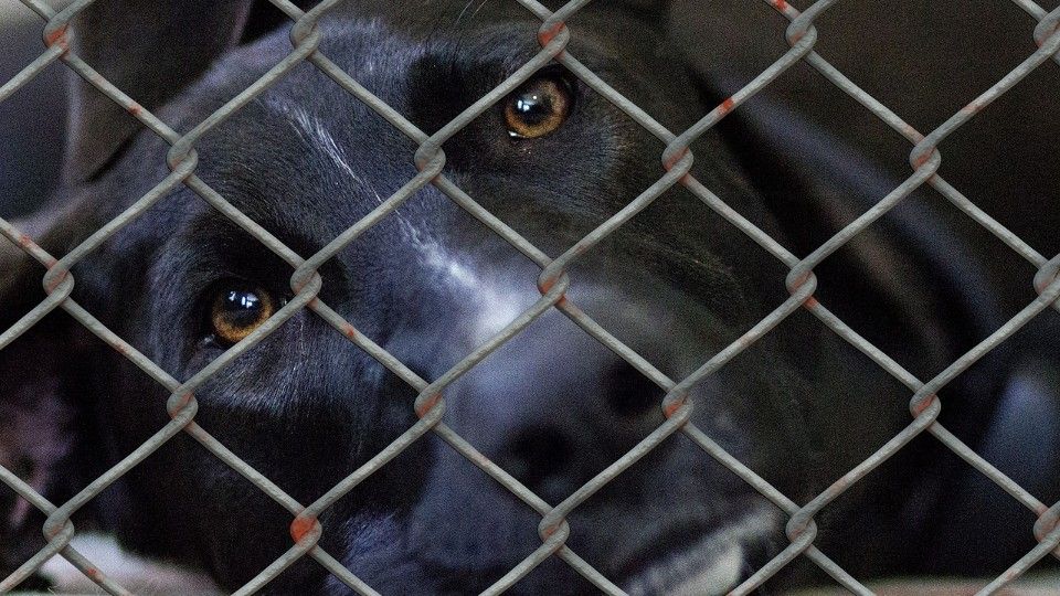 Tierquälerei in RLP: Zahlen bleiben hoch