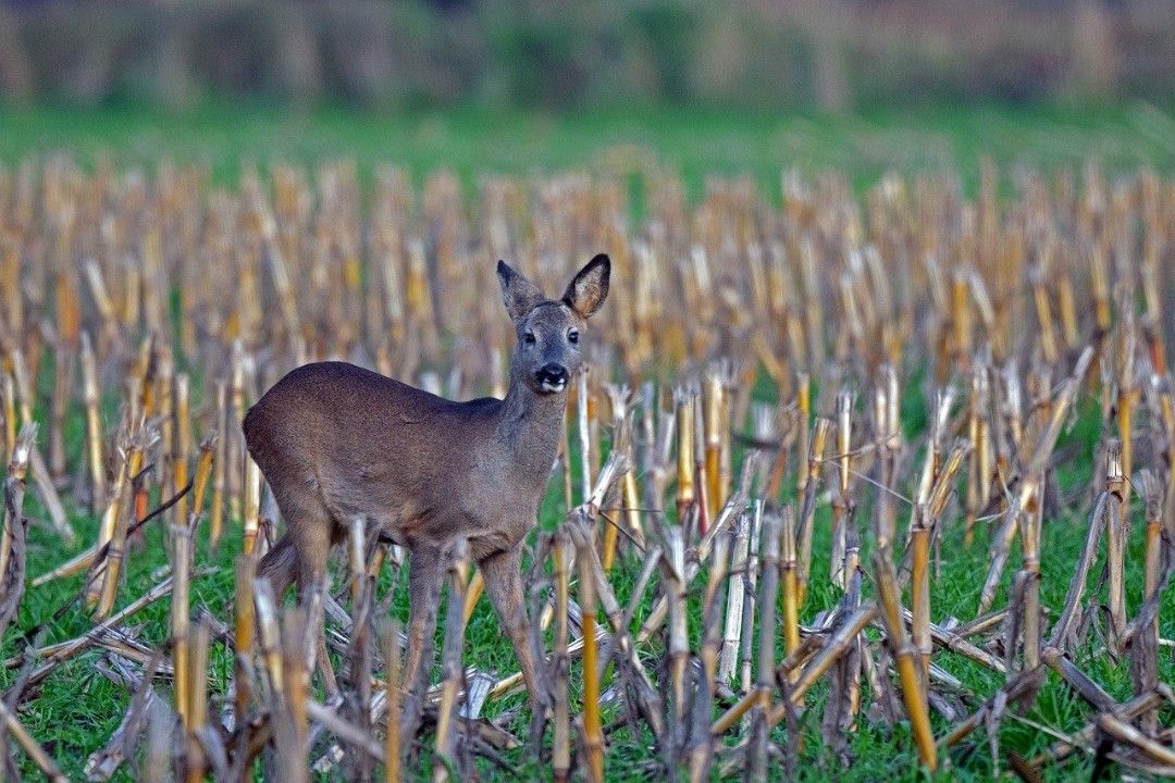 Im Herbst höheres Risiko von Wildunfällen Im Herbst höheres Risiko von Wildunfällen