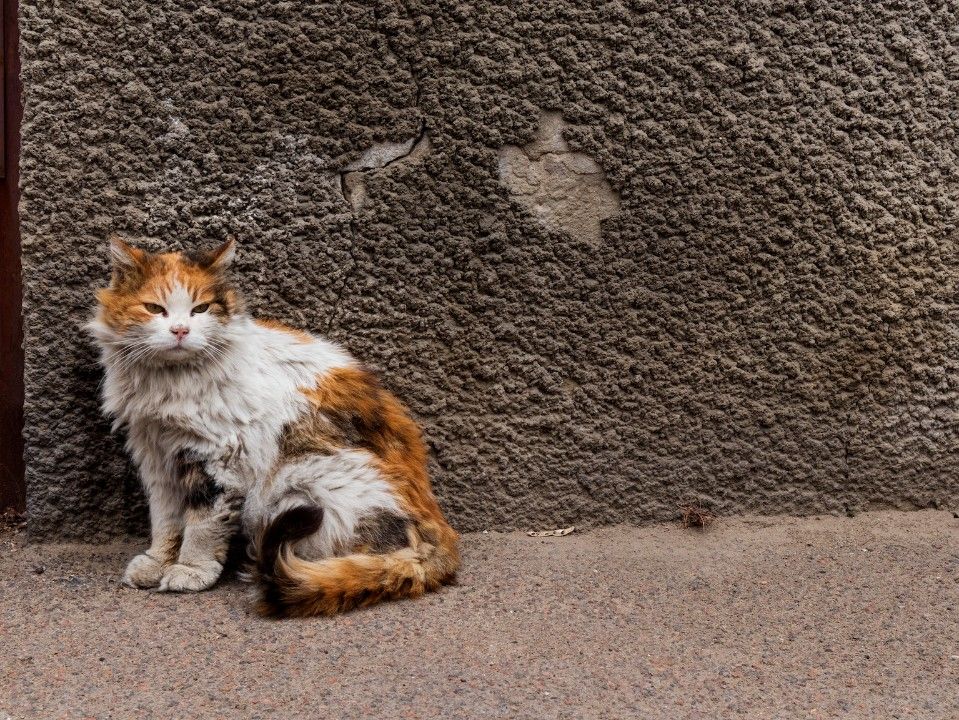 Landtag lehnt landesweite Katzenschutzverordnung ab Landtag lehnt landesweite Katzenschutzverordnung ab