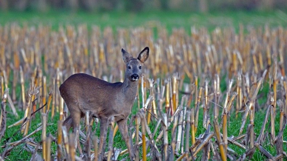 Im Herbst höheres Risiko von Wildunfällen