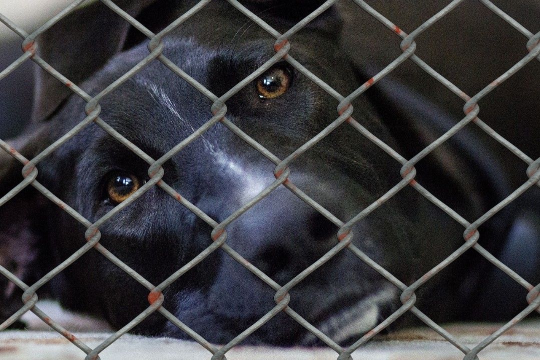 Tierquälerei in RLP: Zahlen bleiben hoch Tierquälerei in RLP: Zahlen bleiben hoch