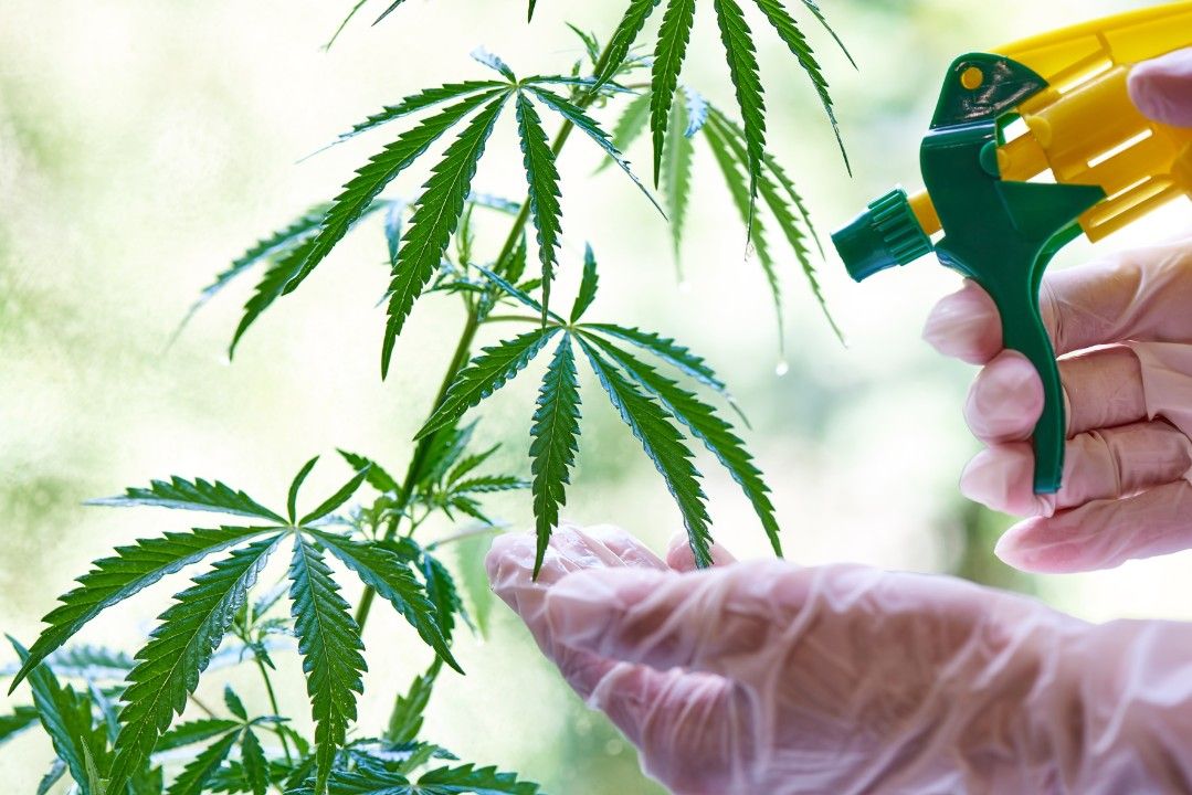 Weitere Genehmigung für Cannabis-Club Weitere Genehmigung für Cannabis-Club