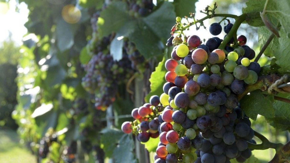 Teils geringe Ernte - Sonderregelung für Prädikats-Weingüter